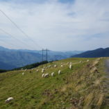 Pyreneeen2